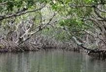 Mangrove Tunnel Kayak Eco Tour